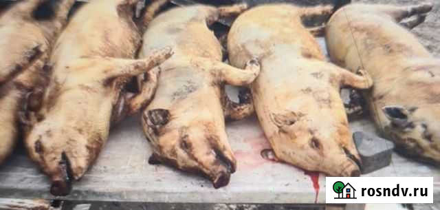 Домашняя свинина Анапа - изображение 1