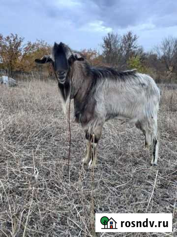 Козы Варламово - изображение 1