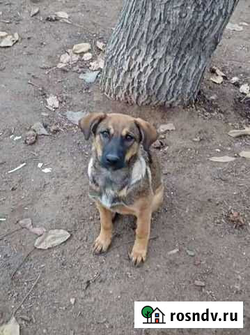 Бесплатно в добрые руки щенки Астрахань - изображение 1