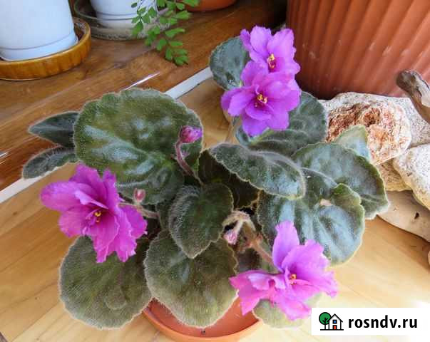 Сенполия (фиалка) Suncoast secret fantasy Севастополь - изображение 1