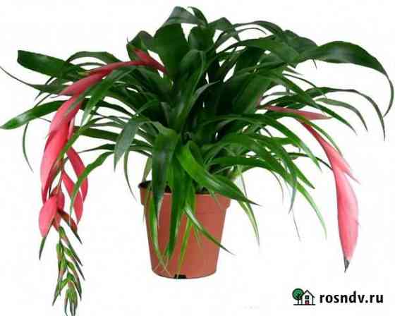 Бильбергия (Billbergia) Краснокамск