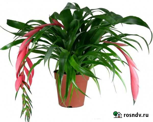Бильбергия (Billbergia) Краснокамск - изображение 1