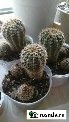 Кактус Эхинопсис детки Ангарск - изображение 1