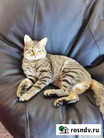 Дворянский кот в добрые руки Белгород - изображение 1