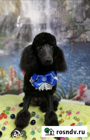 Той-пудель Сальск - изображение 1