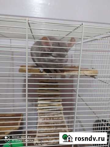 Шиншилла Нижний Новгород - изображение 1