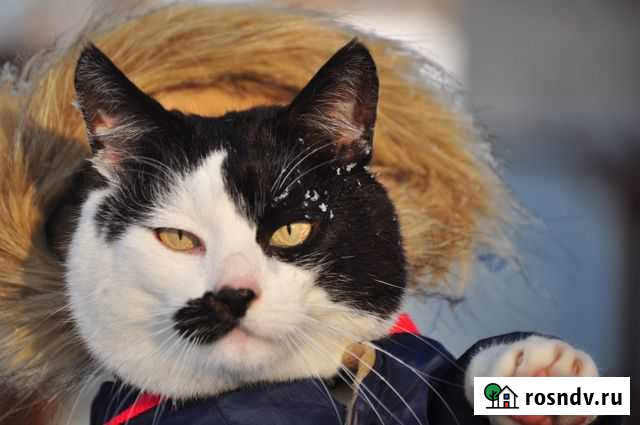 Хороший добрый ласковый кот Воронеж - изображение 1