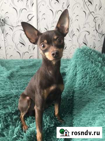 Той терьер вязка Калининград - изображение 1