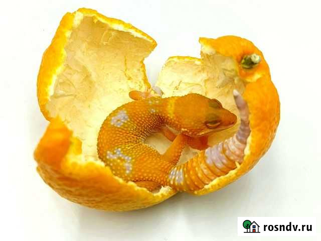 Эублефары Москва - изображение 1