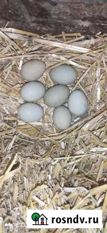 Инкубационное яйцо Люйкеданьцзы Кулешовка - изображение 1