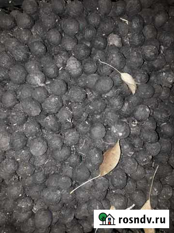 Плоды Чёрного (Американского) ореха Павлодольская - изображение 1