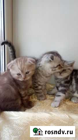 Шотландская Тула - изображение 1