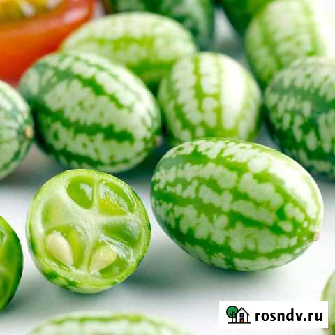 Арбузный огурец, cucamelon, семена Самара - изображение 1