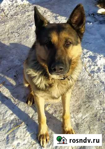 Восточно-европейская овчарка Тюмень - изображение 1