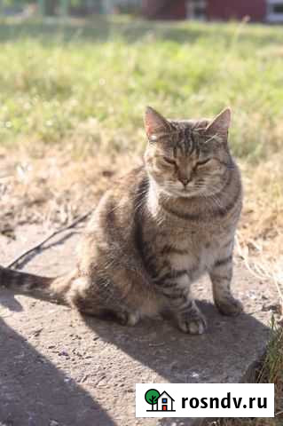 Кошка-мышеловка в добрые руки. Стерилизована Белгород - изображение 1