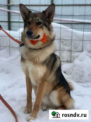 Того обижают другие собаки в приюте Щёлково - изображение 1