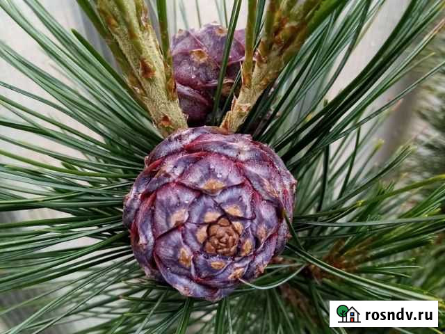 Кедр Привитый Лузино - изображение 1