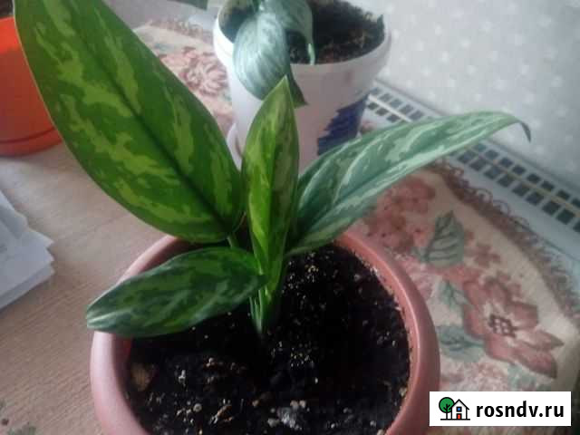 Аглаонема Кемерово - изображение 1