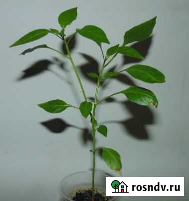 Домашний острый перец Уфа - изображение 1