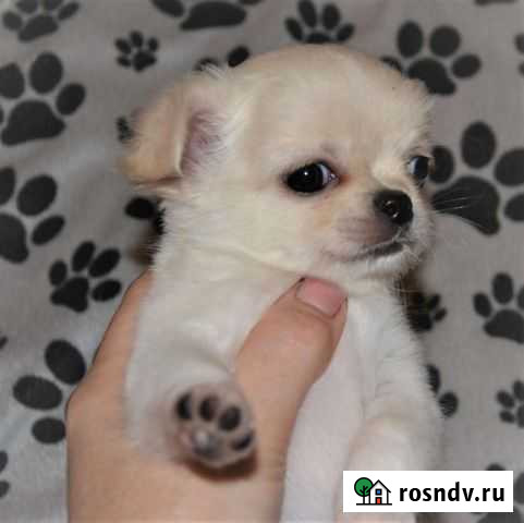 Щенки чихуахуа Сыктывкар - изображение 1