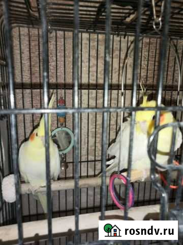 Попугай корелла Новомосковск - изображение 1