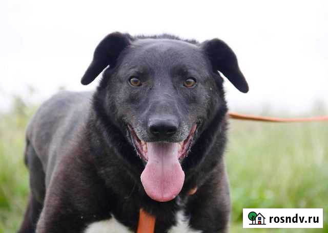 Мальчик Неро в дар Большие Вяземы - изображение 1