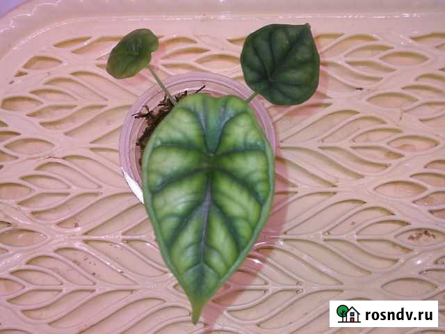 Алоказии Екатеринбург - изображение 1