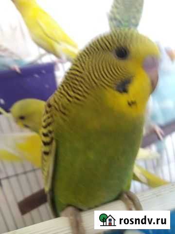 Попугаи Курск - изображение 1