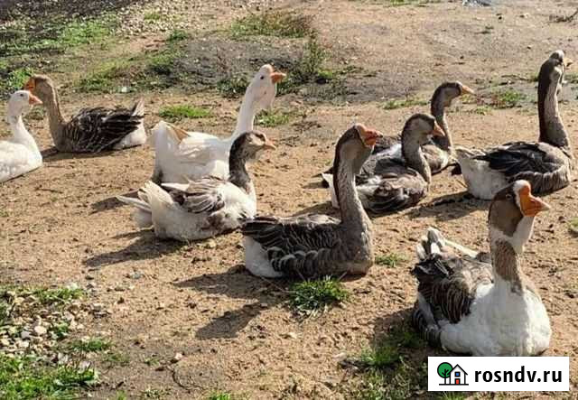 Гуси Холмогоры и Утки Агидель Кириллов - изображение 1