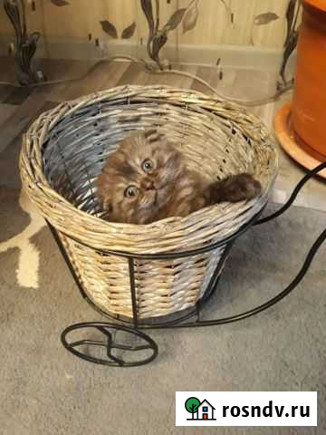 Породистые котята Волжский - изображение 1