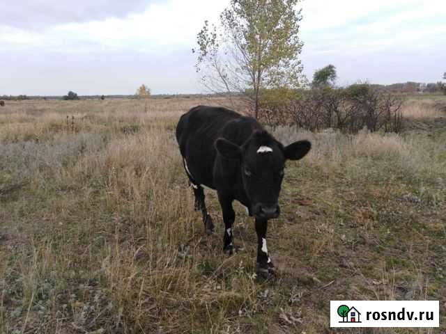 Телка комолая Вешенская - изображение 1