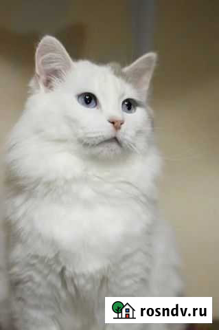 Кот Йошкар-Ола - изображение 1