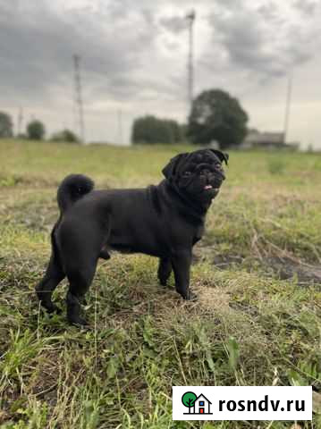 Вязка мопс Пенза - изображение 1