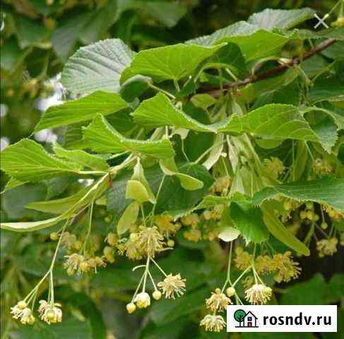 Липа Химки