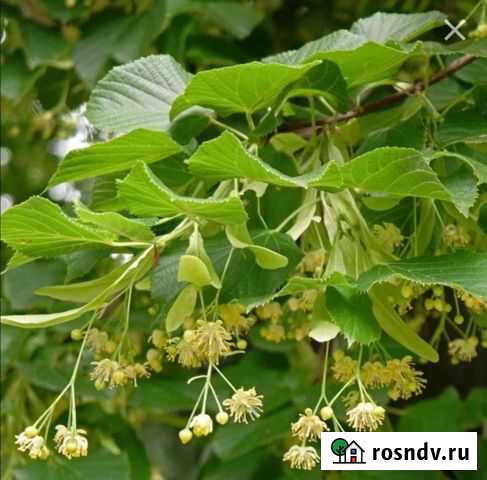 Липа Химки - изображение 1