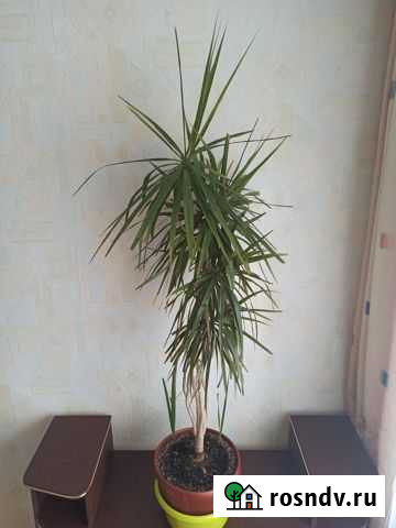 Драцена. Высота 155 см Челябинск - изображение 1