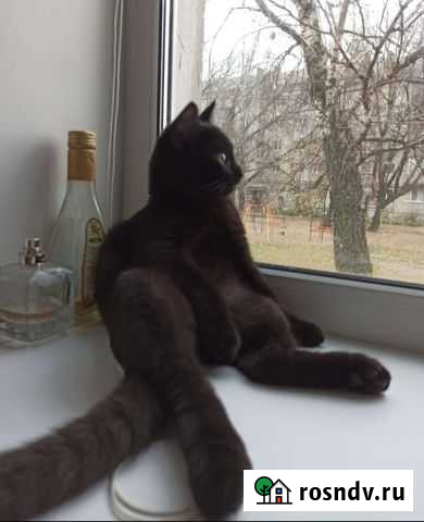 Котята в добрые руки, 3,5 месяца Казань - изображение 1