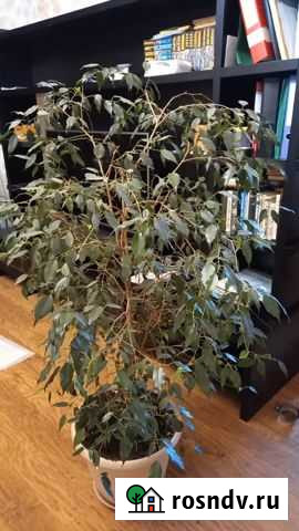 Бенджамина Всеволожск - изображение 1