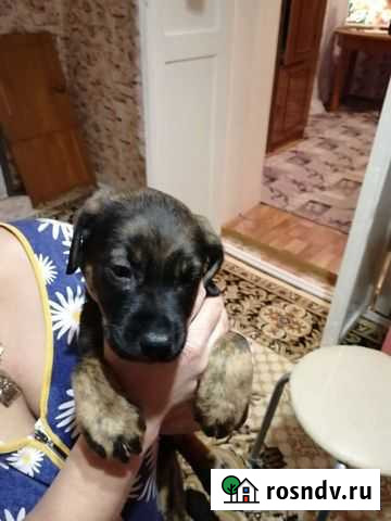 Собаки бесплатно Курган - изображение 1