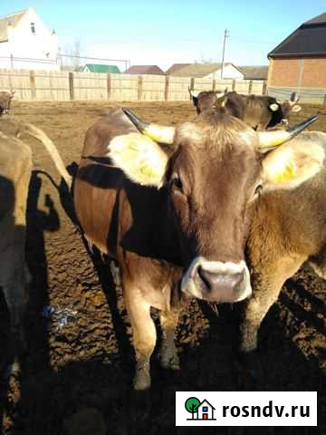 Коровы, Нетели, Телки, Швицы Айрширы Хасавюрт - изображение 1