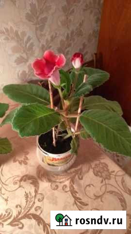 Цветы комнатные Уфа - изображение 1