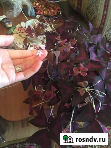 Цветок кислица Ефремов - изображение 1