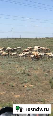 Крс сементалы Нариманов - изображение 1