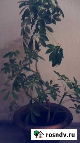 Растения шефлера Иваново - изображение 1