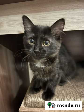 Кошка Шахты - изображение 1