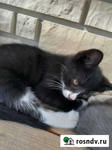 Котята в добрые руки Аннино - изображение 1