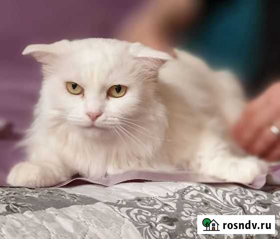 Кошка в дар Люберцы - изображение 1