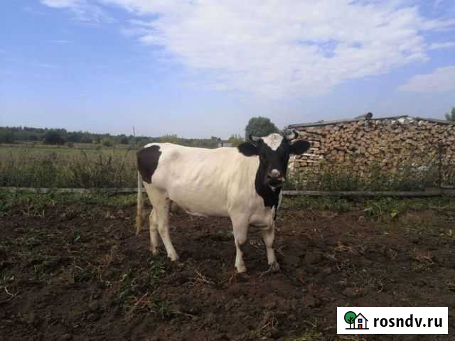 Продаются коровы Вознесенское - изображение 1