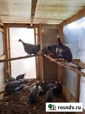 Семья индоуток, семья цесарок Златоуст - изображение 1