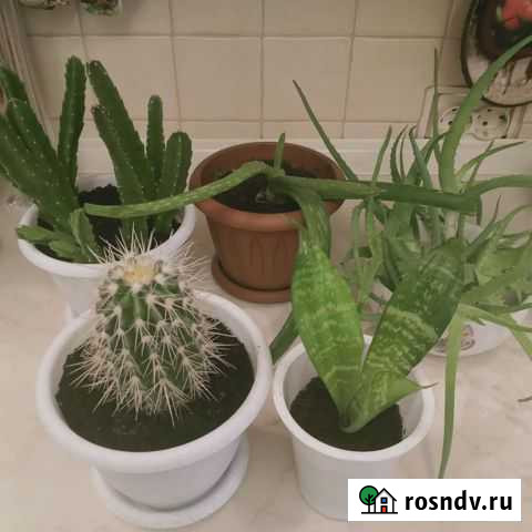Растения для дома Ярославль - изображение 1